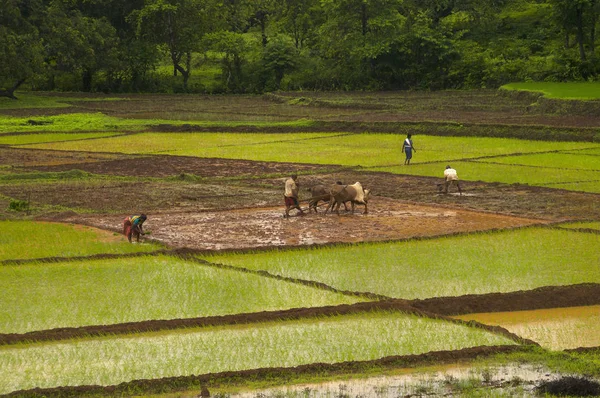 Konkan Maharashtra India Juni 2012 Boeren Werken Rijst Veld Tijdens — Stockfoto