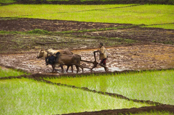 Konkan Maharashtra India Giugno 2012 Gli Agricoltori Lavorano Nella Risaia — Foto Stock