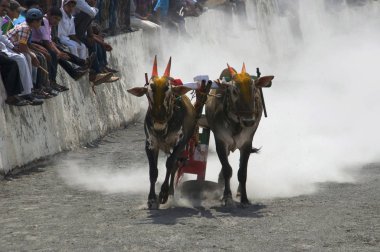 Maharashtra, Hindistan, Nisan 2014, insan yarış geleneksel Bullock sepeti veya bailgadi sharyat zevk