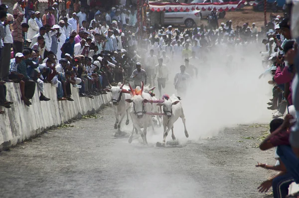 Maharashtra India April 2014 Mensen Genieten Van Traditionele Bullock Kar — Stockfoto