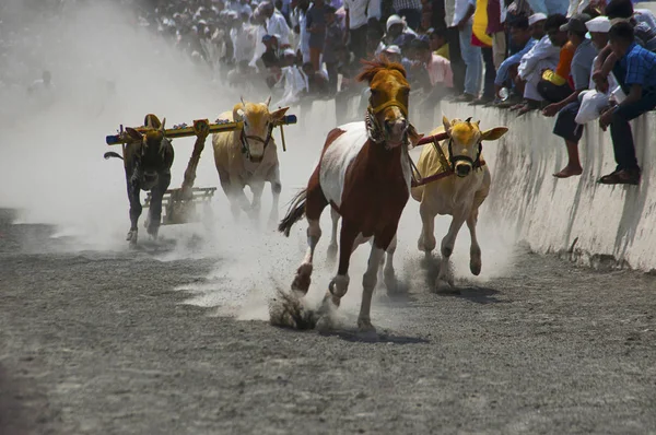 Maharashtra India April 2014 People Enjoy Traditional Bullock Cart Racing — Stock Photo, Image