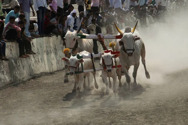 マハラシュトラ州 インド 2014 月の人々 伝統的な去勢牛カートのレースや Bailgadi Sharyat を楽しむ — ストック写真