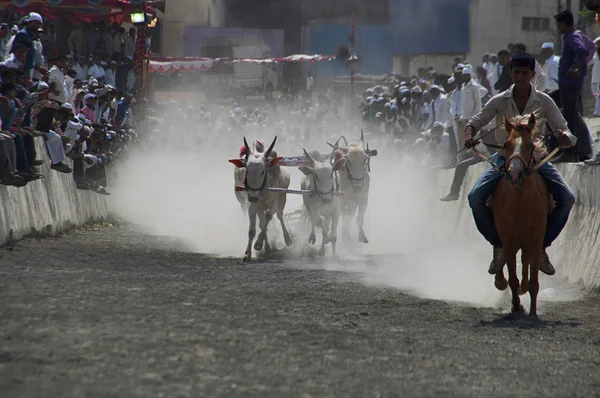 Maharashtra Indien April 2014 Människor Njuta Traditionella Oxe Cart Racing — Stockfoto