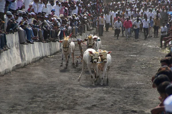 Maharashtra India April 2014 Mensen Genieten Van Traditionele Bullock Kar — Stockfoto