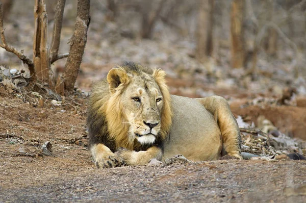 Asiatischer Löwe Panthera Leo Persica Ruht Wald Gir Nationalpark Gujarat — Stockfoto