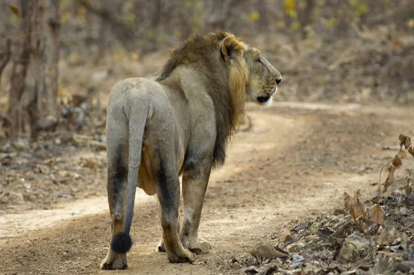 Asiatischer Löwe Panthera Leo Persica Wandern Wald Gir Nationalpark Gujarat — Stockfoto