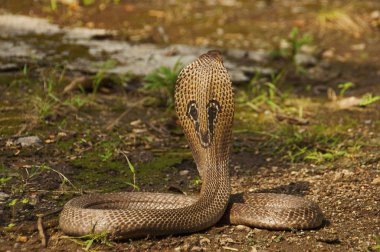 Close view of Indian cobra, Naja naja, also known as the Spectacled cobra, Asian cobra or Binocellate cobra, India