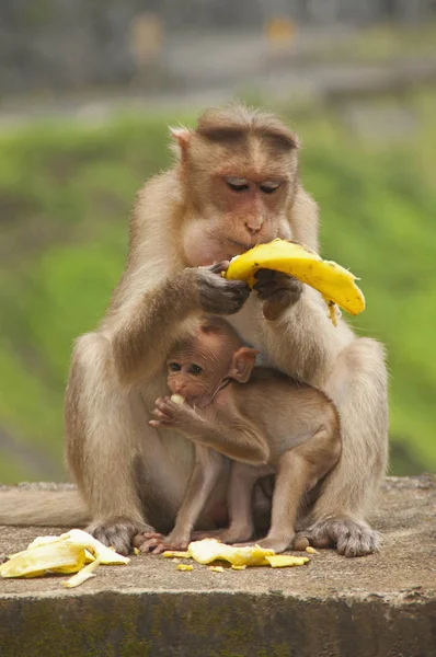 Mother Baby Monkey Bonnet Macacuq Eating Banana Maharashtra India — Stock Photo, Image