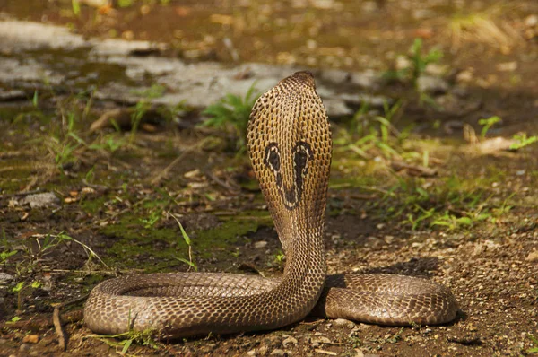 Nahaufnahme Der Indischen Kobra Naja Naja Auch Bekannt Als Brillenkobra — Stockfoto