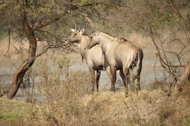 Nilgai ya da mavi boğa veya Boselaphus tragocamelus, Hint yaban hayatı, Hindistan