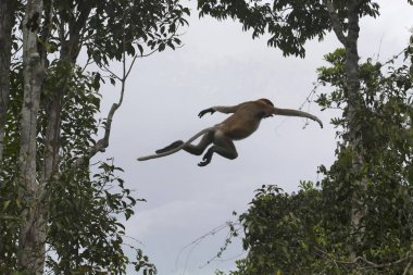 A leap of proboscis monkey or Nasalis larvatus or long-nosed monkey, Indonesia. It is known as the bekantan in Indonesia, is a reddish-brown arboreal Old World monkey that is endemic to Borneo island clipart