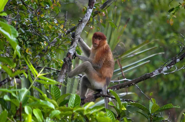 Proboscis Monkey Nasalis Larvatus Long Nosed Monkey Indonesia Known Bekantan — Stock Photo, Image