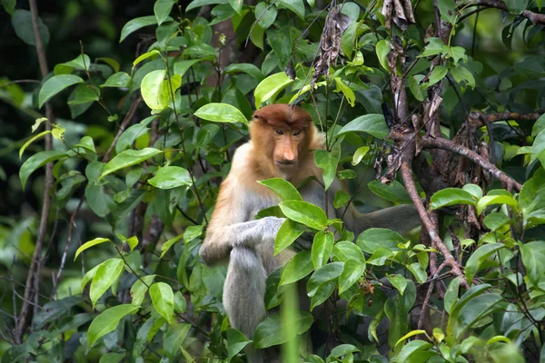 De Neusaap, Nasalis larvatus of long-nosed monkey, Indonesië — Stockfoto