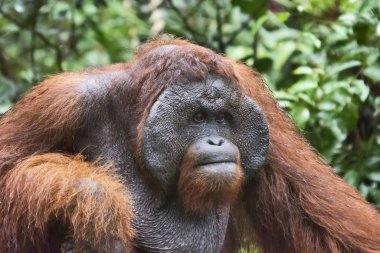 Erkek Orangutan, Borneo, Endonezya. Yerel Endonezya, Malezya, onlar sadece yağmur ormanları ve Borneo, Sumatra bulunur. Onlar en büyük insansı maymunlar ağaç, ağaçların içinde zamanlarının çoğunu harcamak