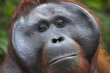 Orangutan, Borneo, Indonesia. Native to Indonesia, Malaysia, they are found in only the rainforests of Borneo, Sumatra. They are most arboreal of great apes, spend most of their time in trees clipart