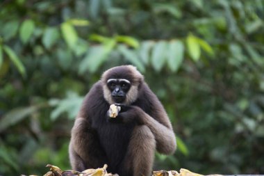 Borneo beyaz sakallı jibon Hylobates albibarbis, Endonezya. Gibbon için Kapuas ve Barito nehirlerinin arasındaki Güney Borneo endemik tehlikedeki bir tür. Gibbons sosyal hayvanlardır