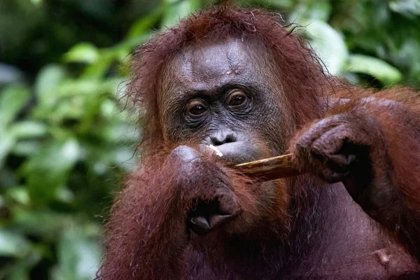 Orangutan Bornéu Indonésia Nativo Indonésia Malásia Eles São Encontrados Apenas — Fotografia de Stock