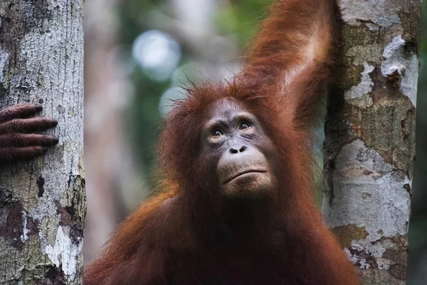 Orangutan Indonésia Nativo Indonésia Malásia Orangotangos São Encontrados Atualmente Apenas — Fotografia de Stock