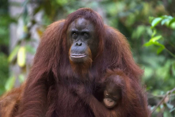 Орангутанг Борнео Індонезія Родом Індонезії Малайзії Вони Знаходяться Тільки Тропічні — стокове фото