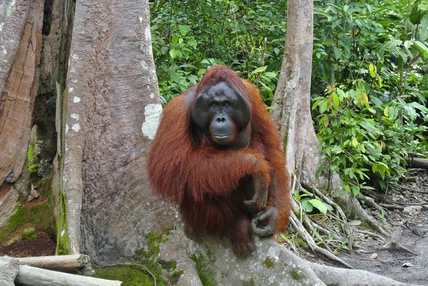 Orangutan Indonésia Nativo Indonésia Malásia Orangotangos São Encontrados Atualmente Apenas — Fotografia de Stock