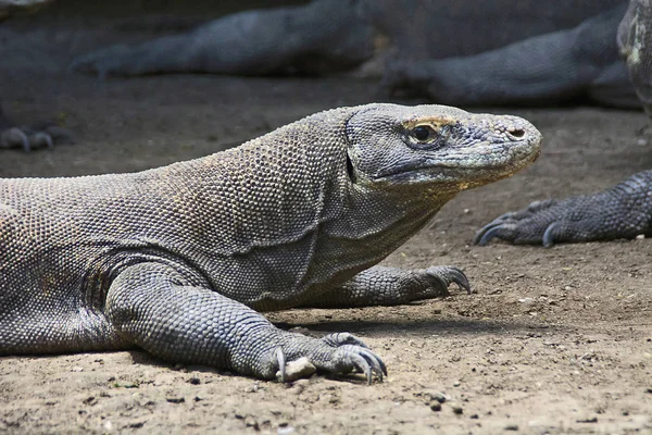 Komodo dragon or monitor, Indonesia. Large species of lizard found in the Indonesian islands of Komodo, Rinca, Flores, Gili Motang, and Padar. A member of the monitor lizard family Varanidae