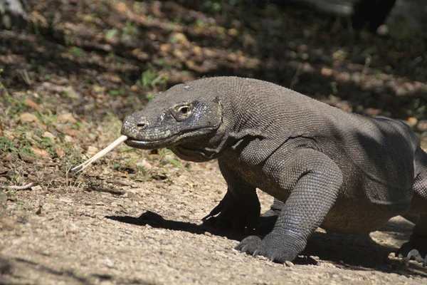 Komodo dragon or monitor, Indonesia. Large species of lizard found in the Indonesian islands of Komodo, Rinca, Flores, Gili Motang, and Padar. A member of the monitor lizard family Varanidae