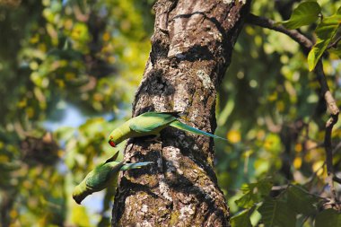 Alexandrine Parakeets Psittacula eupatria. Bandhavgarh Tiger rezerv, Madhya Pradesh, Hindistan