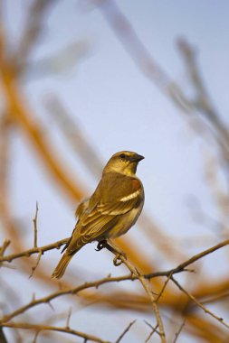 Sarı gerdanlı serçe veya kestane omuzlu sarı ya da sarı xanthocollis