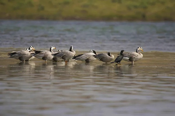 Den Bar Headed Goose Anser Indicus Gås Chambal River Rajasthan — Stockfoto