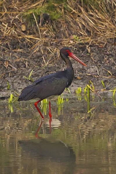 黒コウノトリ チコニア ニグラ インドのマハラシュトラ州タドバ タイガー保護区 — ストック写真