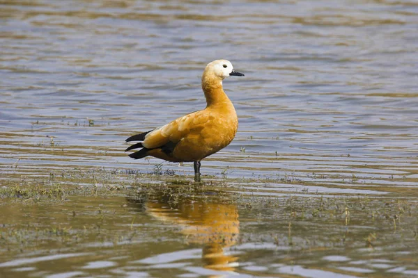 Ruddy Shelduck Tadorna Ferrigunea Brahminy Duck Rio Chambal Estado Indiano — Fotografia de Stock