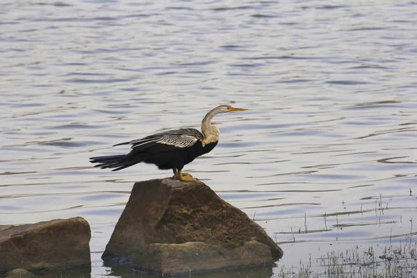 Orientální Vážka Nebo Indické Vážka Anhinga Melanogaster Chambal Řeka Rajasthan — Stock fotografie