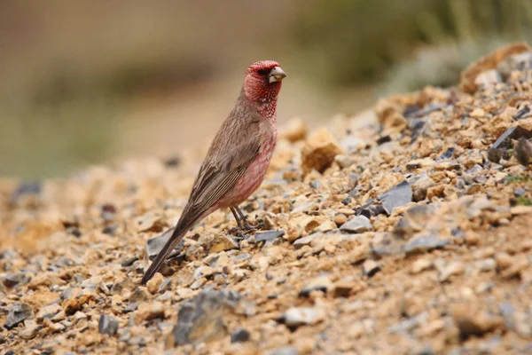 Büyük Çütre Carpodacus Rubicilla Ladakh Jammu Keşmir Hindistan Dan — Stok fotoğraf