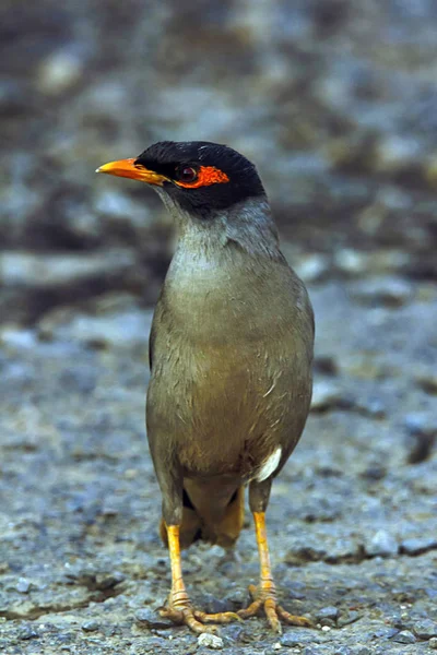 Jungle Myna Acridotheres Fuscus Parque Nacional Velavadar Gujarat India —  Fotos de Stock