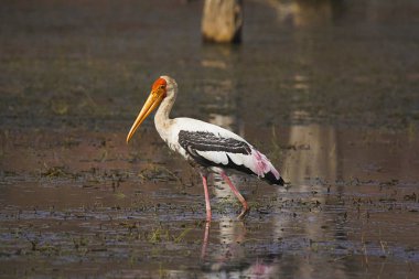 Boyalı leylek Mycteria leucocephala. Ranthambhore Tiger rezerv, Rajasthan Hindistan Devlet