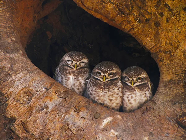 더럽혀진된 Owlet 아테나 브라마 Bandhavgarh 타이거 — 스톡 사진