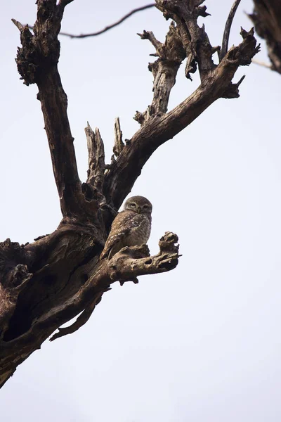 Spotted Owlet Athene Brama Bandhavgarh Tiger Reserve Stanu Madhya Pradesh — Zdjęcie stockowe