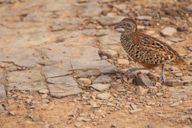 Çubuklu buttonquail veya Turnix suscitator, Ranthambhore kaplan rezerv, Rajasthan, Hindistan