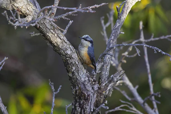 Kuyruklu Sıvacı Kuşu Veya Sitta Himalayensis Mukteshwar Uttara Hindistan — Stok fotoğraf