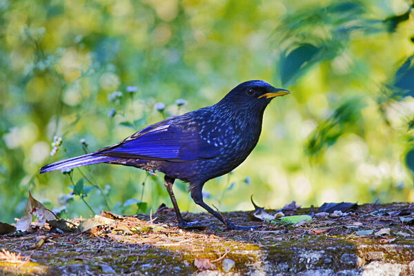 Blue whistling thrush, Myophonus caeruleus, Corbett Tiger Reserve, Uttarakhand state of India