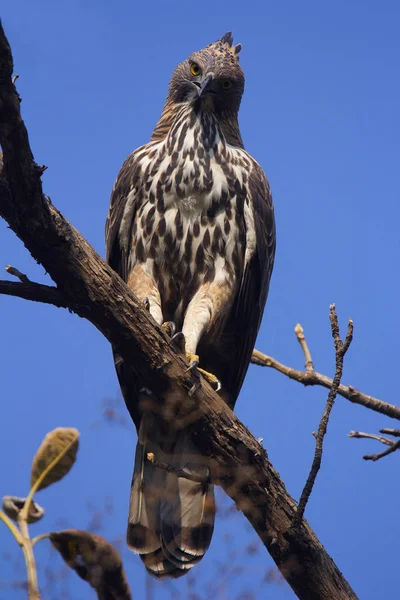 Halcón Águila Cambiante Nisaetus Cirrhatus Reserva Del Tigre Corbett Estado — Foto de Stock