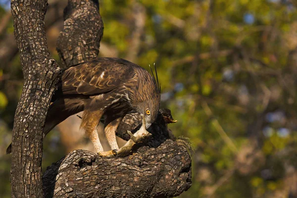 多变的鹰鹰 Nisaetus Cirrhatus 智世老虎保护区 中央邦印度 — 图库照片