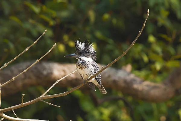 Eisvogel Oder Ceryle Lugubris Corbett Tiger Reserve Uttarakhand Indien — Stockfoto