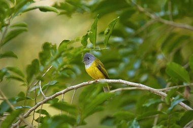 Gri başlı kanarya-sinekkapan veya Culicicapa ceylonensis, Mount Abu, Rajasthan, Hindistan