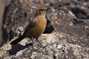 Hint robin erkek veya Copsychus fulicatus, Mount Abu, Rajasthan, Hindistan