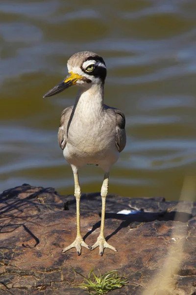 Великий Камінь Curlew Або Великий Thick Knee Burhinus Recurvirostris Ranthambhore — стокове фото