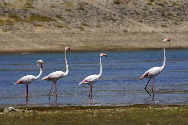 Lesser Flamingos Eller Phoenicopterus Minor Jawai Dam Rajasthan Indien — Stockfoto