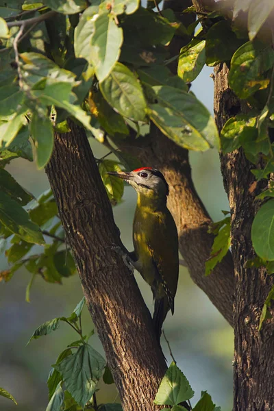 灰头或灰脸啄木鸟或皮库斯 Canus Sattal 北阿坎德邦 — 图库照片