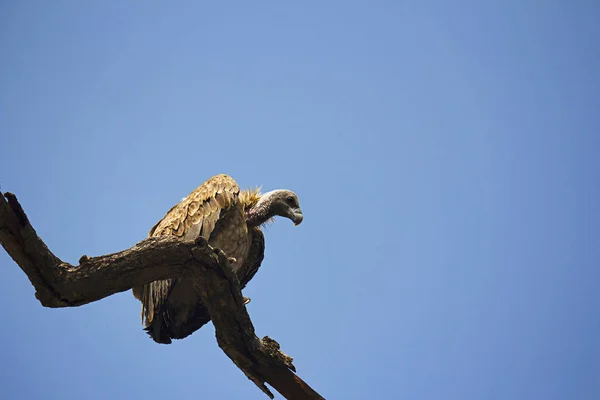 Abutre Indiano Gyps Indicus Bandhavgarh Tiger Reserve Madhya Pradesh Índia — Fotografia de Stock