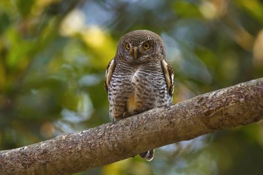 Orman owlet veya Glaucidium radiatum, Corbett kaplan rezerv, Uttarakhand, Hindistan